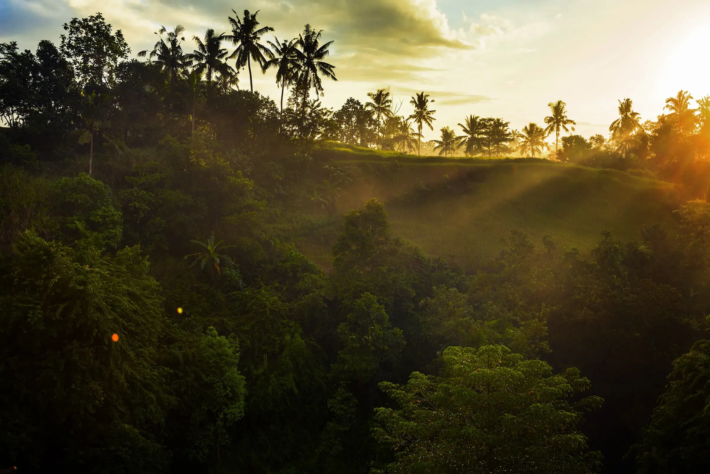 Golden hour view over the rice terraces and jungle canopy at Capella Ubud