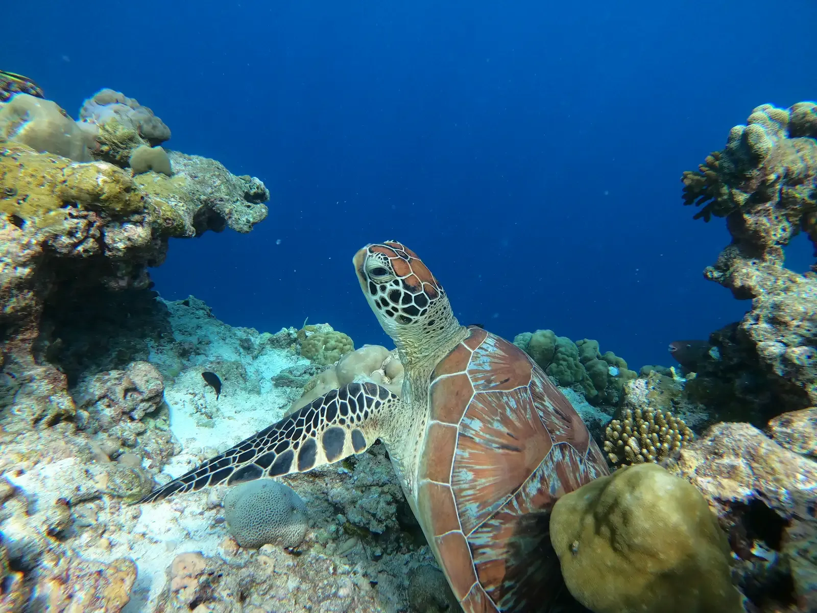 underwater turtle at Kuda Villingili