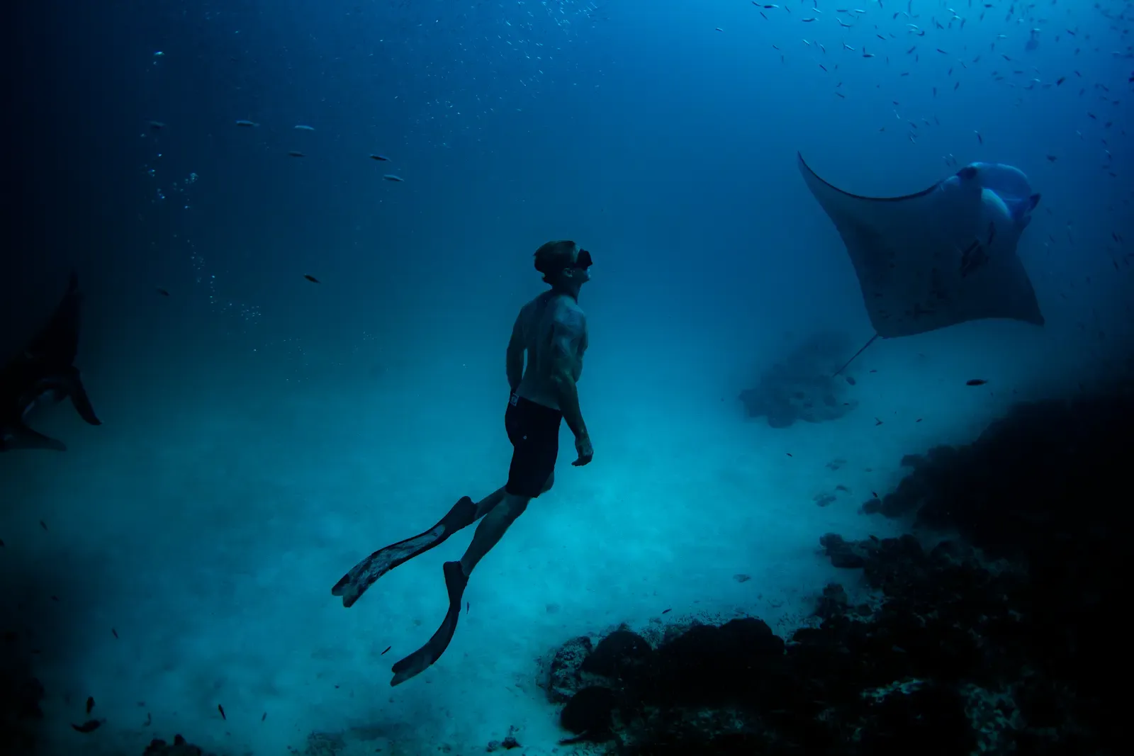 manta rays at Soneva Fushi