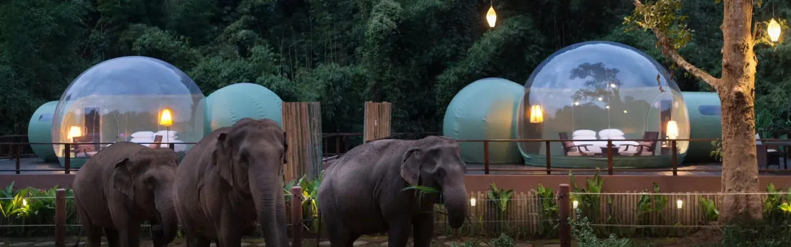 Jungle bubble suites lit at dusk with elephants nearby at Anantara Golden Triangle Elephant Camp & Resort